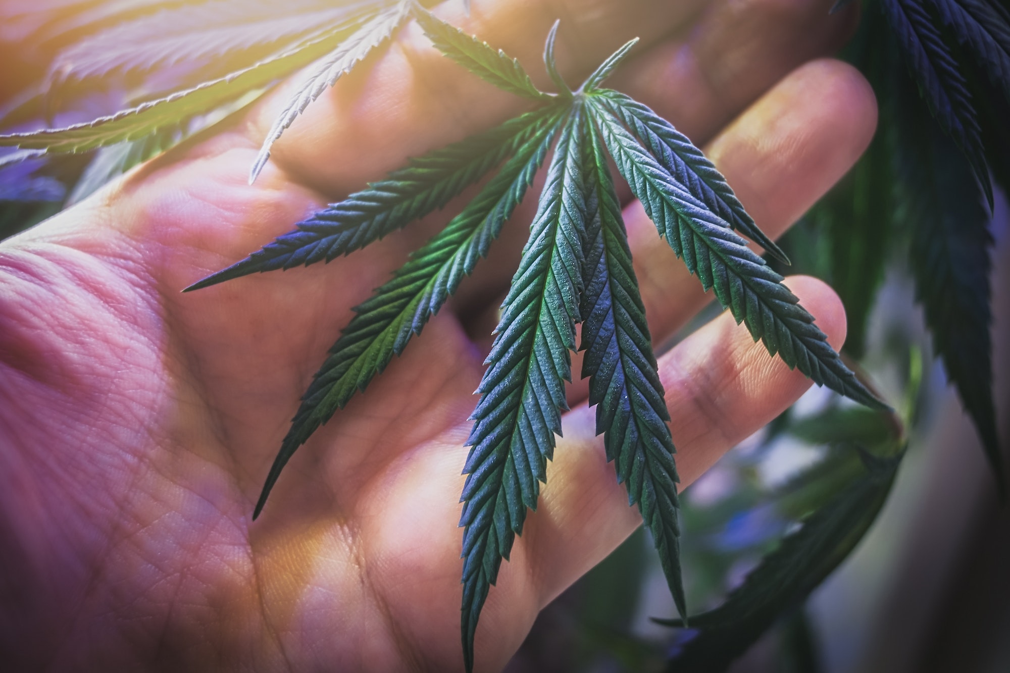 Hand holding young cannabis leaf